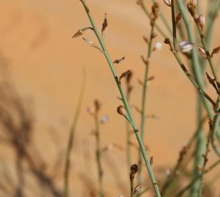 Asphodelus tenuifolius fruits