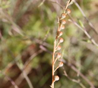 Asphodelus tenuifolius fruits
