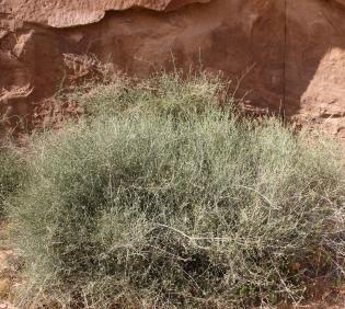 Whole plant