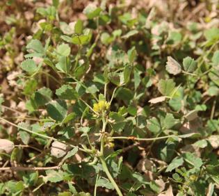 Whole plant