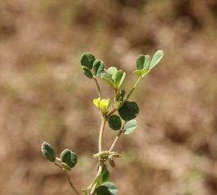 Trigonella stellata flower