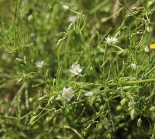 Spergularia flaccida flowers