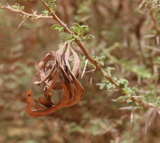 Vachellia gerrardi fruits