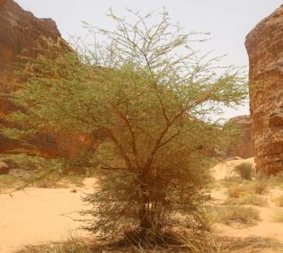 Whole plant