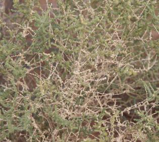 Caroxylon imbricatum leaves and branches