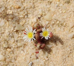 Mesembryanthemum nodiflorum