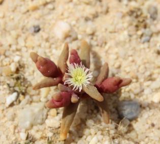 Mesembryanthemum cryptanthum flower