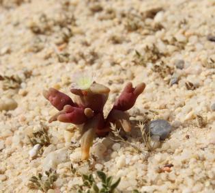 Mesembryanthemum cryptanthum