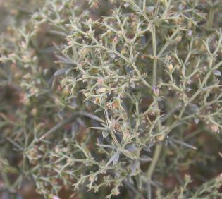 Zygophyllum bruguieri leaves