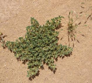 Whole plant