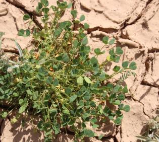 Whole plant
