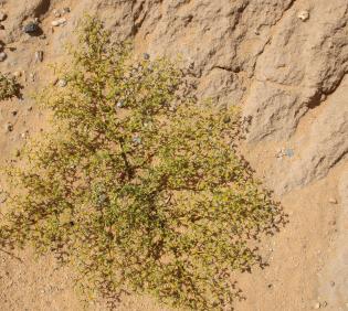 Whole plant