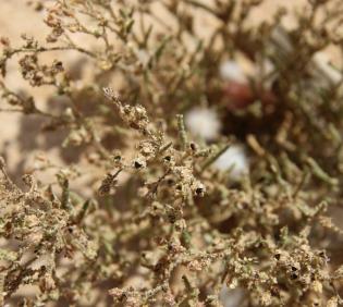 Spergularia diandra fruits