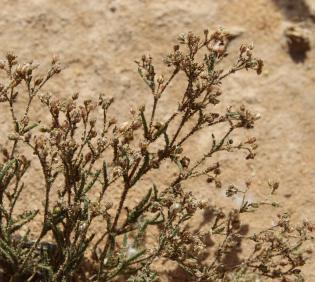 Whole plant