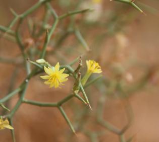 Launaea spinosa flower