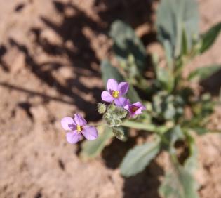 Diplotaxis acris flowers