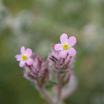 Flowers of Anchusa milleri
