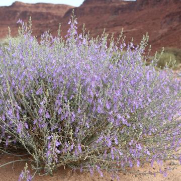 Whole plant