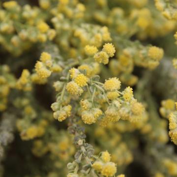 Artemisia judaica flowers