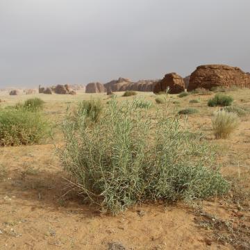 Whole plant