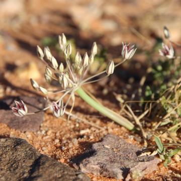 Flowers of Allium sindjarense