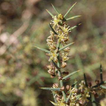 Asparagus horridus flowers