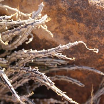 Whole plant