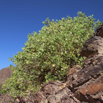 Whole plant