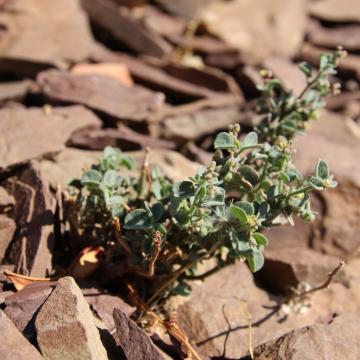 Whole plant