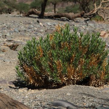 Whole plant
