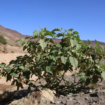 Whole plant