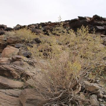 Whole plant