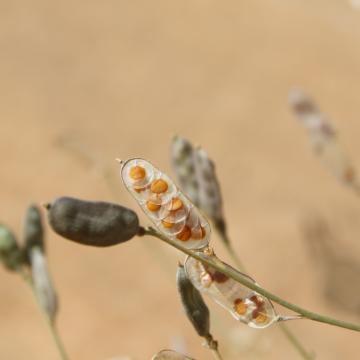 Farsetia aegyptia fruits