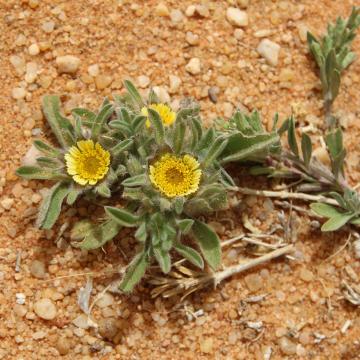 Whole plant