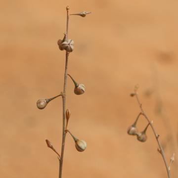 Asphodelus refractus fruits