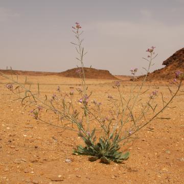 Whole plant