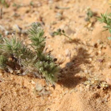 Whole plant