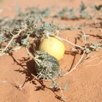 Citrullus colocynthis fruits