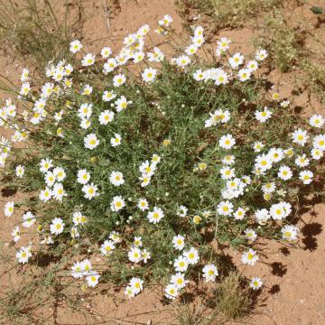 Whole plant