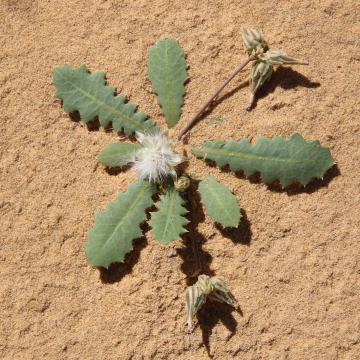 Whole plant