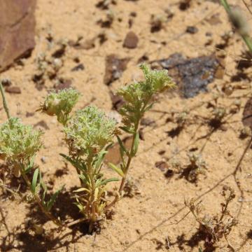 Whole plant