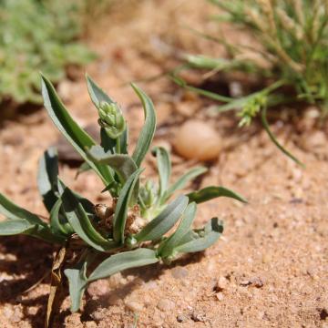 Whole plant