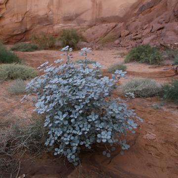 Whole plant