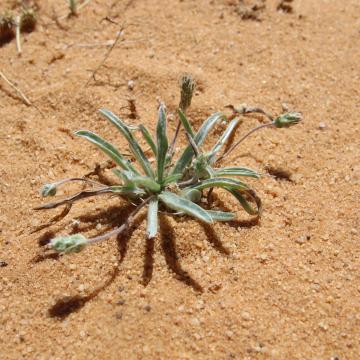 Whole plant
