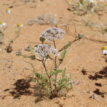 Whole plant
