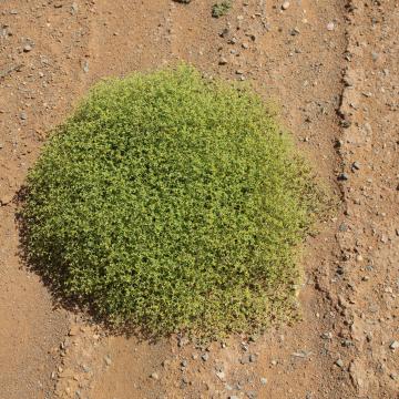 Whole plant