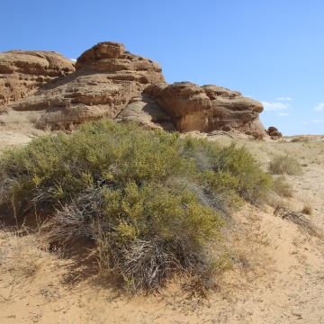 Whole plant