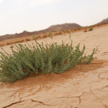 Andrachne telephioides in ephemeral flooded depression