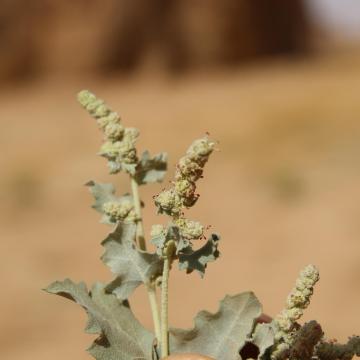 Atriplex turcomanica leaves and flowers