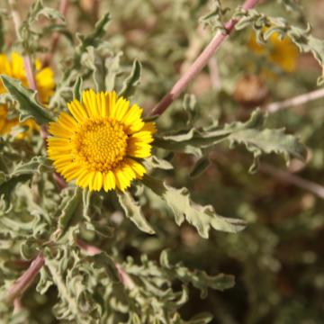 Asteriscus graveolens flower
